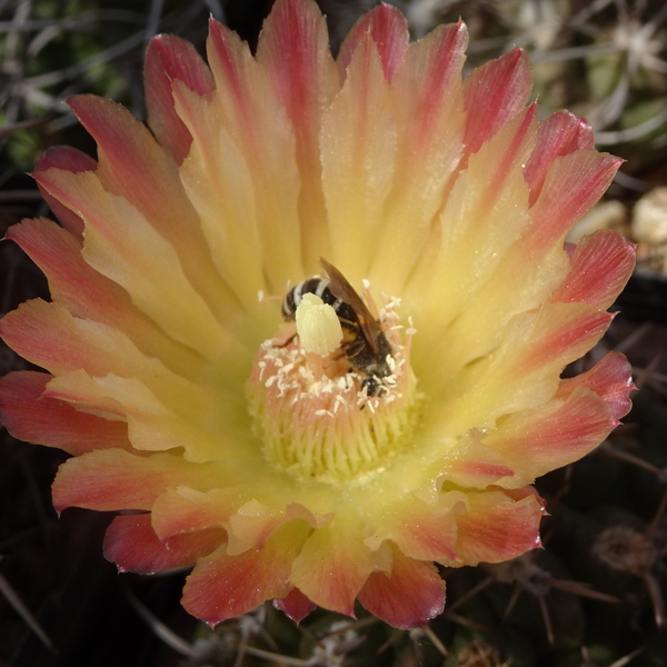 DSC05077Horridocactus minor nr1