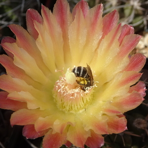 DSC05078Horridocactus minor nr1