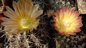 DSC05086Horridocactus minor