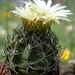 DSC05090Horridocactus keselringianus