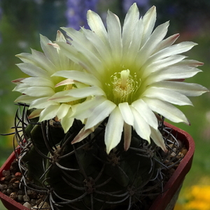 DSC05091Horridocactus keselringianus