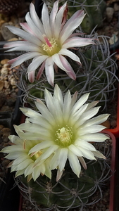 DSC05092Neoporteria paucicostata.Horridocactus keselringianus