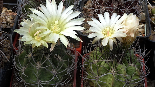 DSC05094Horridocactus keselringianus