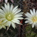 DSC05095Horridocactus keselringianus