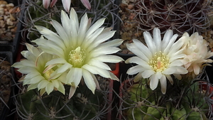 DSC05095Horridocactus keselringianus