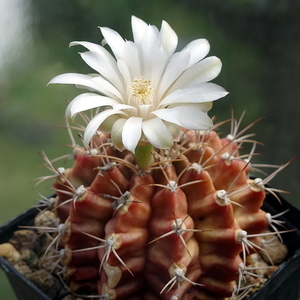 DSC05096Gymnocalycium friedrichii