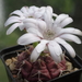 DSC05097Gymnocalycium damsii