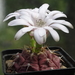 DSC05098Gymnocalycium damsii