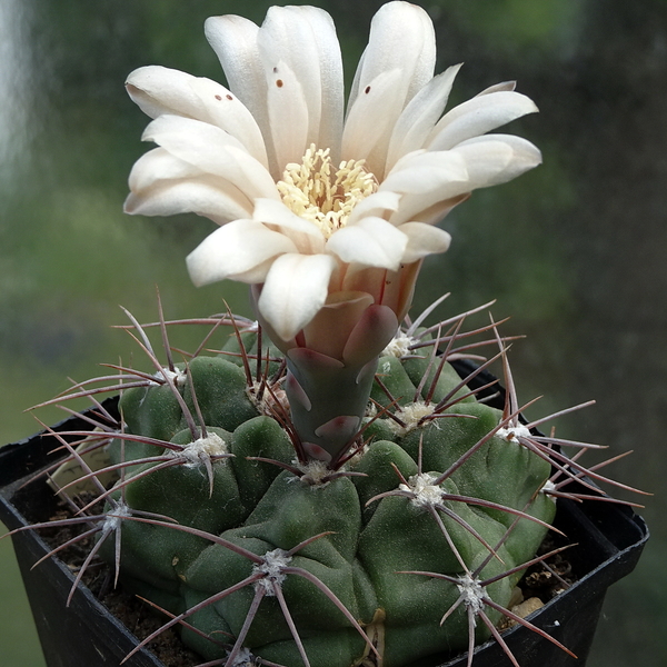 DSC05100Gymnocalycium fischerii MT07