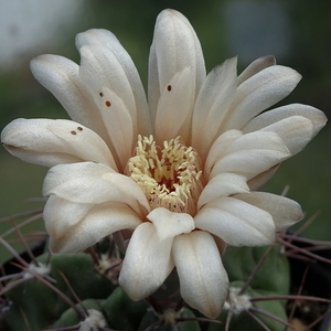 DSC05101Gymnocalycium fischerii MT07