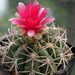 DSC05104Gymnocalycium carminanthum VS-130