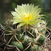 DSC05155Coryphantha sulcata