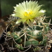 DSC05156Coryphantha sulcata