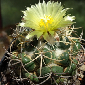 DSC05156Coryphantha sulcata