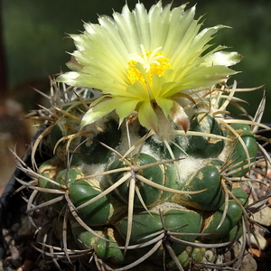 DSC05156Coryphantha sulcata