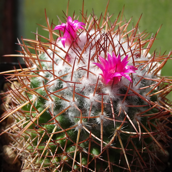 DSC05157Mammillaria polythele