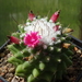 DSC05158Mammillaria polythele inermis