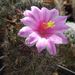 DSC05159Mammillaria blossfeldiana