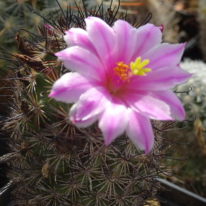 DSC05159Mammillaria blossfeldiana