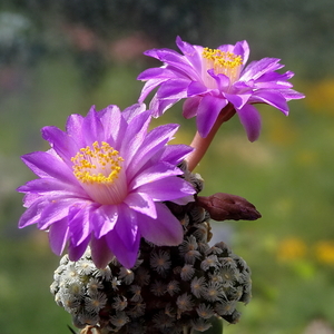 DSC05160Mammillaria therese