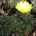 DSC05162Gymnocalycium andreae