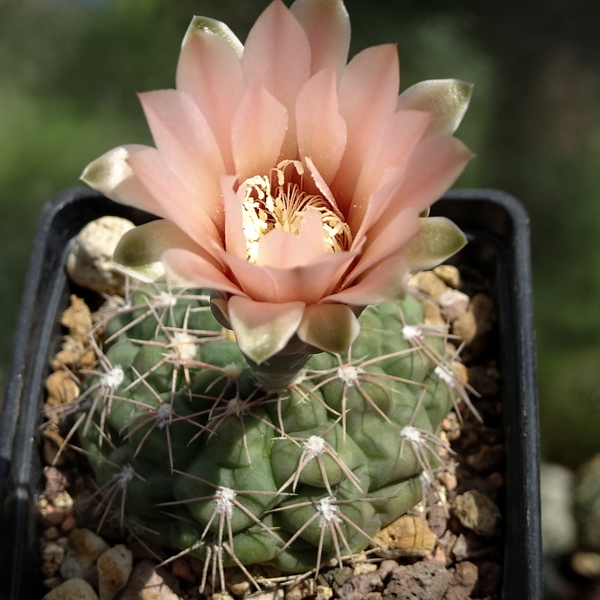 DSC05164Gymnocalycium sp.MT07