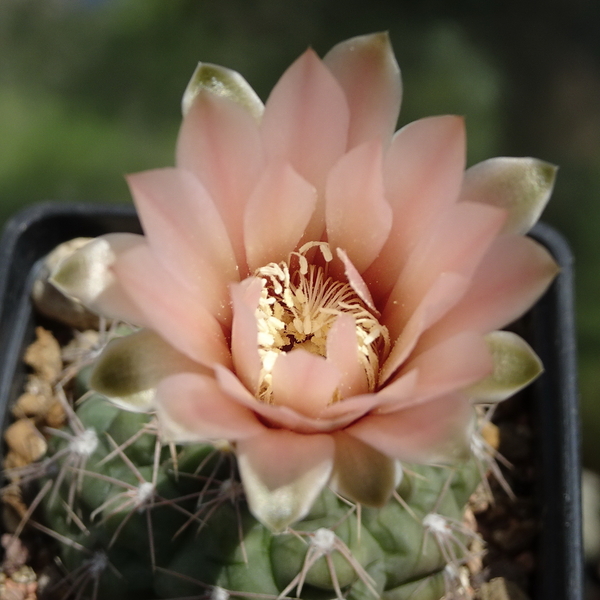 DSC05165Gymnocalycium sp.MT07