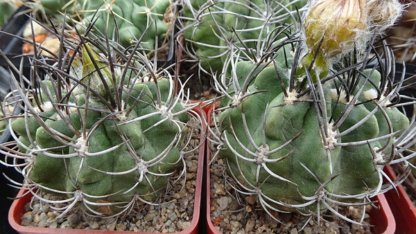 DSC05224Horridocactus pulchellus.Horridocactus keselringianus