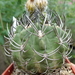 DSC05226Horridocactus keselringianus