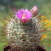 DSC05234Mammillaria wrightii