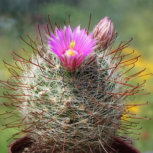 DSC05234Mammillaria wrightii