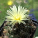 DSC05238Coryphantha nickelsiae