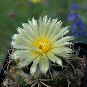 DSC05240Coryphantha sulcata