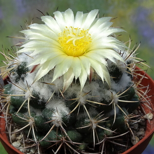 DSC05242Coryphantha pycnacantha