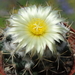 DSC05243Coryphantha pycnacantha