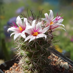 DSC05246Mammillaria fraileana