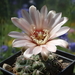 DSC05277Gymnocalycium fischerii MT07