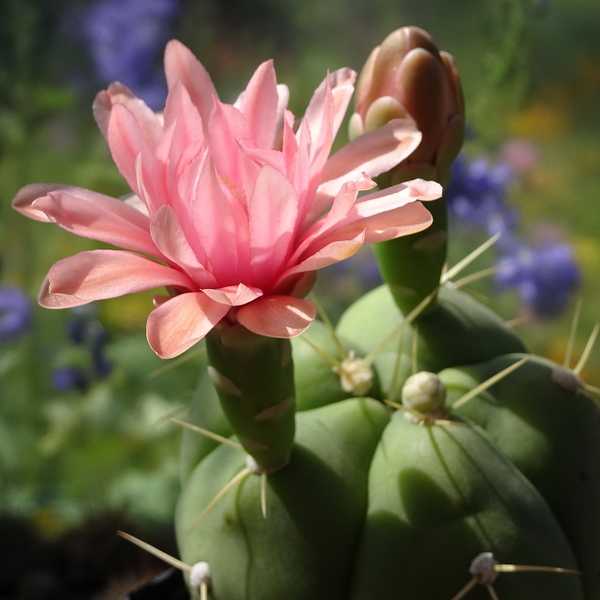 DSC05280Gymnocalycium buenekerii