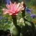 DSC05281Gymnocalycium buenekerii