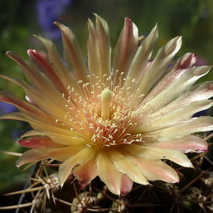 DSC05283Horridocactus minor nr2