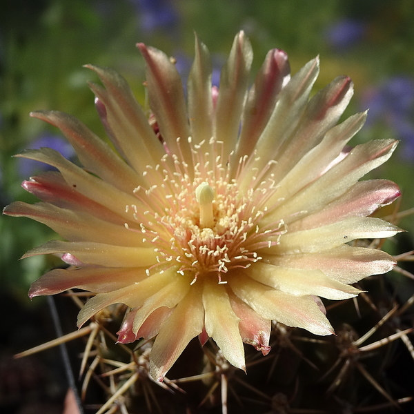 DSC05284Horridocactus minor nr2