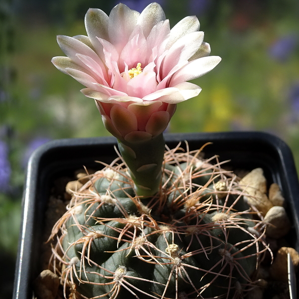 DSC05287Gymnocalycium achirasense TOM 09 341