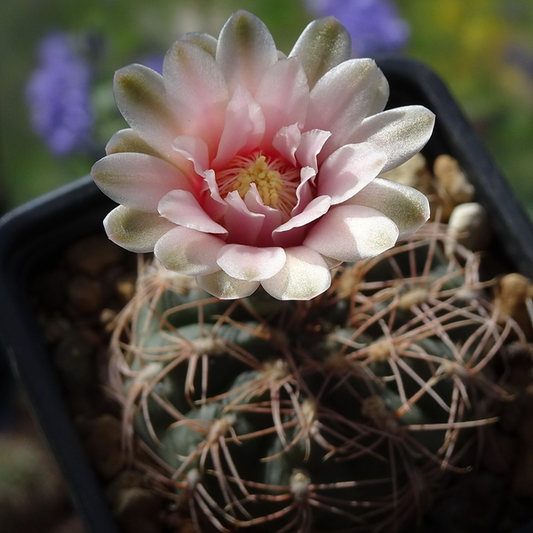 DSC05288Gymnocalycium achirasense TOM 09 341