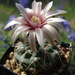 DSC05291Gymnocalycium catamarense TOM 07 293