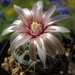 DSC05292Gymnocalycium catamarense TOM 07 293