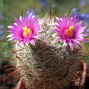 DSC05293Mammillaria wrightii