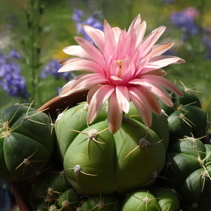 DSC05295Gymnocalycium horstii