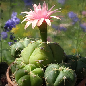 DSC05296Gymnocalycium horstii