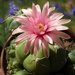 DSC05297Gymnocalycium horstii