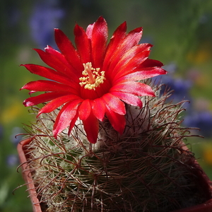 DSC05299Parodia sanguiniflora TB445.2